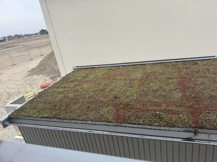 Sedumtak och arbetet med tätskiktet under – bild 1